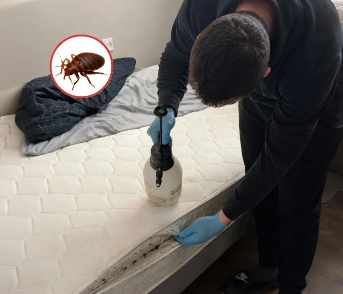 Technicien traitant un matelas contre les punaises de lit à Boutigny-sur-Essonne